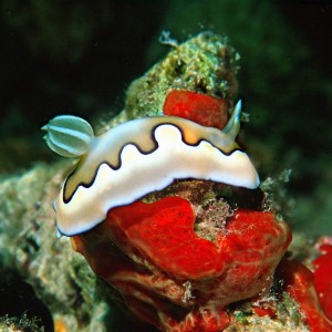 Chromodoris_coi_S1_001_