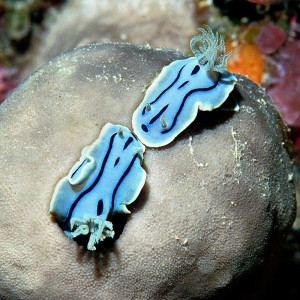 Chromodoris_willani_S2_001_