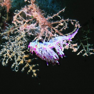 Flabellina_rubrolineata_S1_