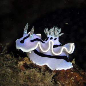 nudi_blue