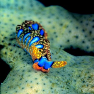 nudi_blue_yellow