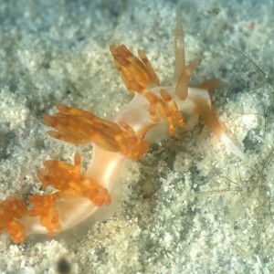 nudi_Flabellina_bilas_Decoration_Nudibranch_01