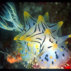 nudi_Halgerda_iota_Nudibranch_01