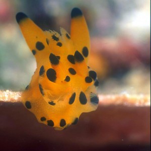 nudi_Picachu_Nudibranch_01