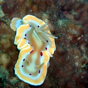 nudi_yellow