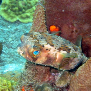 Pufferfish in Coral