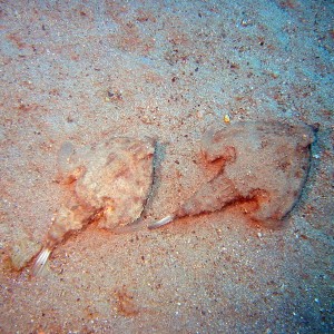 Batfish pair