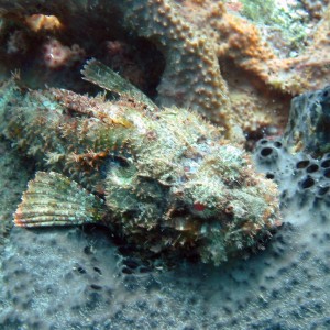 scorpionfish