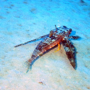 Flying Gurnard