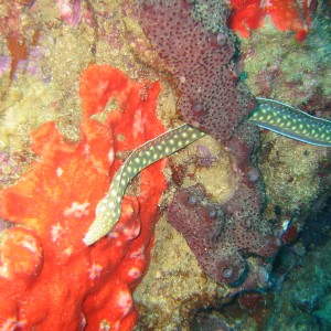 Sharptail Eel