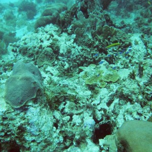 Creole Wrasse and others