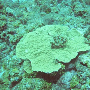 Plate Coral