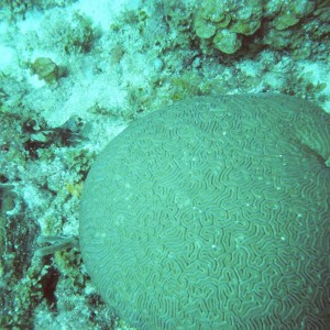 Brain Coral