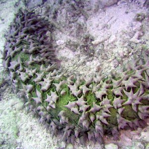 Pineapple Sea Cucumber