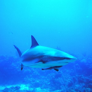 Roatan Reef Shark