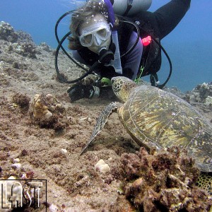 Talking_Turtle