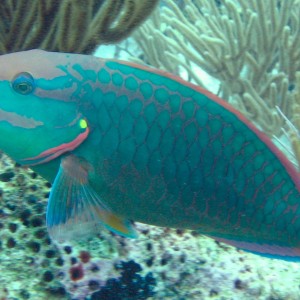 Posing Parrot Fish
