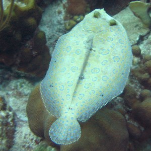 IMG_1204-1