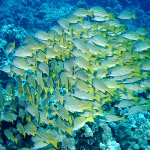 School of Fish
