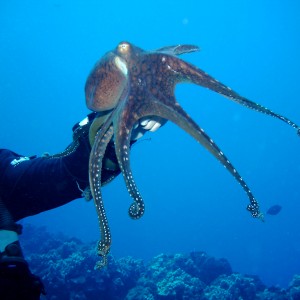 Octopus