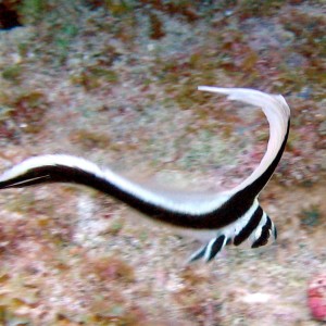 Juvenile Spotted Drum