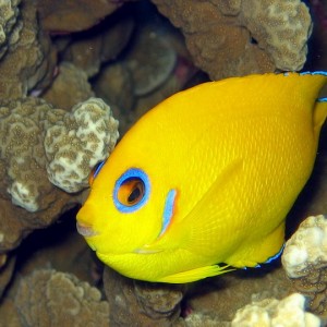 Lemon Peal Angelfish