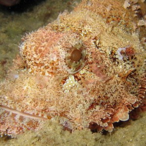 Spiney Crown Scorpionfish