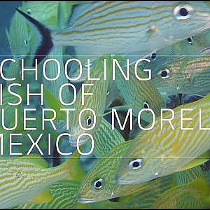 Schooling Fish of Puerto Morelos