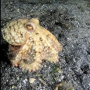 Senescent Octopus with Angry Eyes