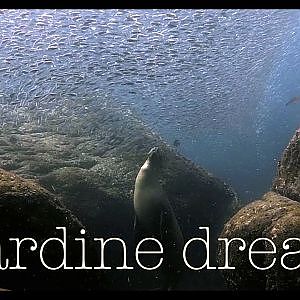 Sea Lion and Sardines - Sea of Cortez - Mexico