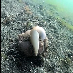 Time lapse video of moon snail chasing down a clam