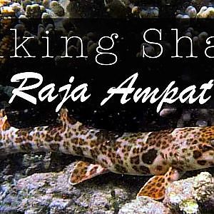 Raja Ampat Epaulette Shark / “Walking Shark” - Indonesia
