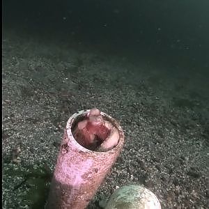 Time Lapse of Octopus Surveying her Territory