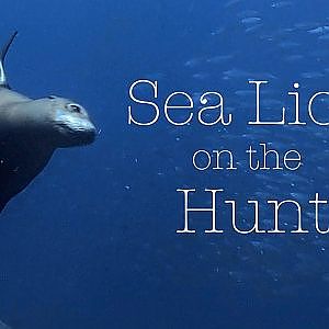 California Sea Lion Hunting - Sea of Cortez - Mexico