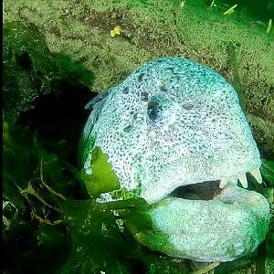 17 minutes with a wolf eel