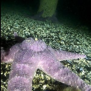 Time lapsed starfish at night