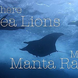 Where Sea Lions Meet Manta Rays - Sea of Cortez, Mexico