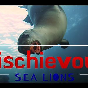 Mischievous Sea Lions