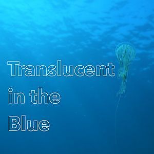 Translucent Creatures in the Blue