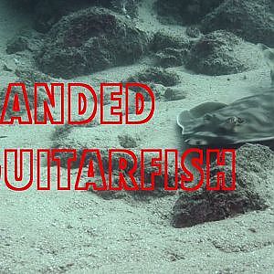 Banded Guitarfish
