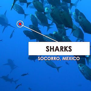 Shark Cleaning Station in Socorro