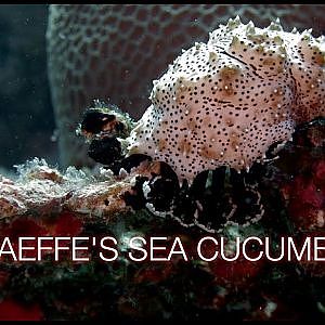 Graeffe's Sea Cucumber | Maldives
