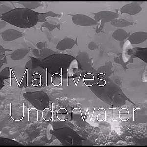 Maldives Underwater - Black & White