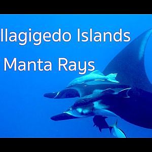 Revillagigedo Islands Manta Rays