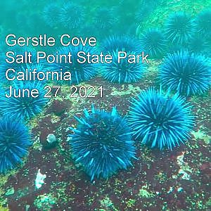 Scuba Diving Salt Point State Park Urchin Barrens Recorded June 2021 - YouTube