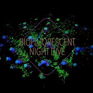 Biofluorescent Night Dive