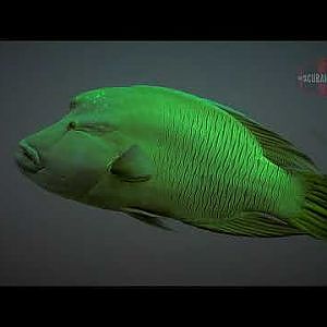 Napoleonfish (Cheilinus undulatus) - YouTube