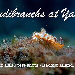 Lumix DMC LX10 (LX15) test shots - Nudibranchs at Yaene, Hachijo Island, Japan [4K, 30 fps]