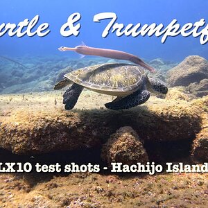 Lumix LX10 (LX15) test shots - Green turtle & trumpetfish @ Yaene, Hachijo Island, Japan [4K 30 fps]
