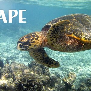 Kenya 2000, Immersione Pape tartaruga